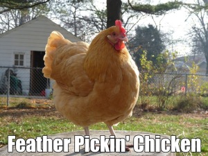 featherpickinchicken