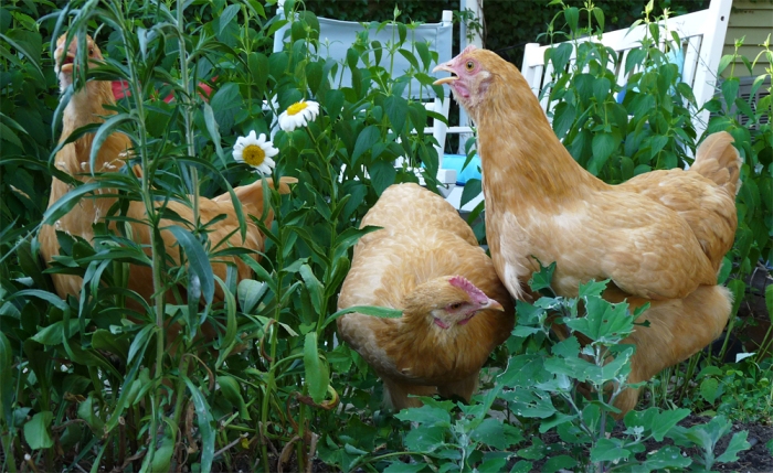 plants toxic to chickens